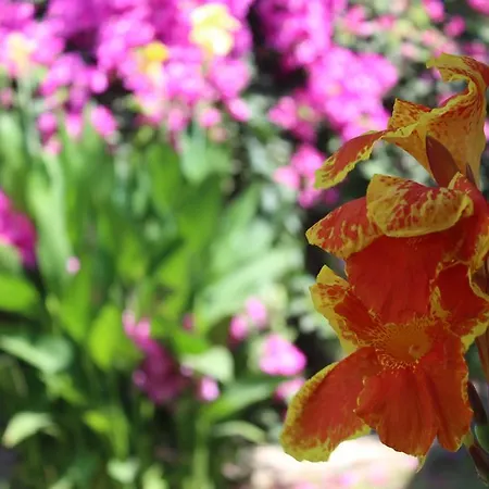 Yamac Motel Selimiye (Aegean)