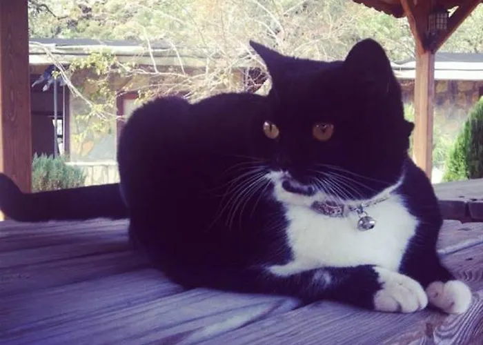 Yamac * Селемие